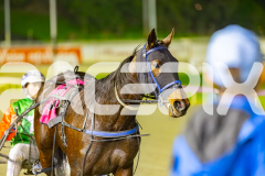 2025_PACEPIX_GP11072025_Race7_CopyCatQueen_WIN_WEB-18