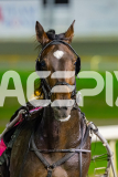 2026_PACEPIX_GP02062026_RACE7_Danger_WIN_WEB-18