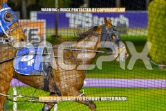 2026_PACEPIX_GP08092026_RACE7_DevilInDisguise_WIN_WEB-13