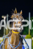 2026_PACEPIX_GP17032026_Race7_ElephantRock_WIN_WEB-21