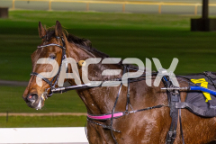Gee-heza-Sport_15-08-2025_WIN_Gloucester-Park_7__08