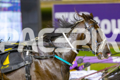 2025_Pacepix_GP31132025_Race7_HaleSaintLouie_WIN_WEB-10