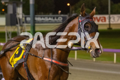 Hurricanehope_21-10-2025_WIN_Gloucester-Park_7__11