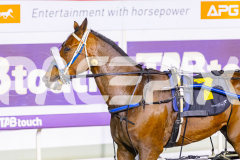 2025_PACEPIX_GP21112025_RACE7_LilHappyFella_WIN_WEB-12