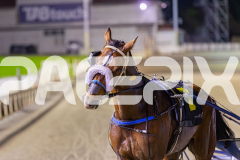 2025_PACEPIX_GP21112025_RACE7_LilHappyFella_WIN_WEB-15