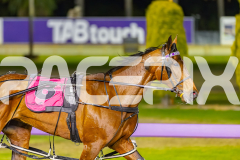 2025_PACEPIX_GP14112025_RACE7_LittleDarling_WIN_WEB-10
