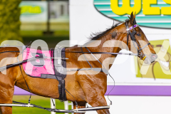 2025_PACEPIX_GP14112025_RACE7_LittleDarling_WIN_WEB-11