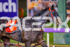2026_PACEPIX_GP15052026_RACE7_Luvbite_WIN_WEB-19