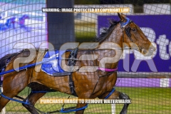 2026_Pacepix_GP23102026_Race7_ManukaBay_WIN_WEB-5