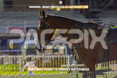 2026_PACEPIX_GP28082026_Race7_MyHammerDown_WIN_WEB-25