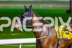 2026_PACEPIX_GP17072026_RACE7_Poppyonthebeach_WIN_WEB-18