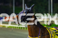 2026_PACEPIX_GP17072026_RACE7_Poppyonthebeach_WIN_WEB-21