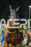 2026_PACEPIX_GP17072026_RACE7_Poppyonthebeach_WIN_WEB-26