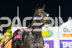 RACE 7 - Queen Of All