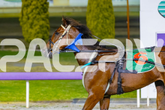 2025_PACEPIX_GP02122025_Race7_Quiggley_WIN_WEB-14
