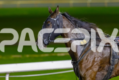 2026_PACEPIX_GP14072026_RACE7_ShesAllGo_WIN_WEB-16