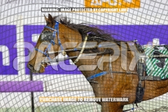 2026_PACEPIX_GP18092026_RACE7_SouthSideStory_WIN_WEB-16