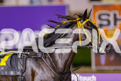 2025_PACEPIX_GP10062025_RACE7_SpiritedWhitby_WIN_WEB-9