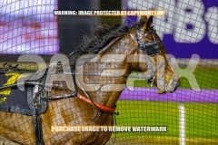 2026_PACEPIX_GP09102026_RACE7_TheBeaudster_WIN_WEB-11