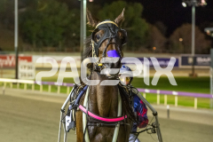 The-Swindler_13-03-2026_WIN_Gloucester-Park_7__12