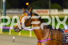 2025_PACEPIX_GP22082025_Race7_ThenuCameAlong_WIN_WEB-15