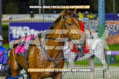 2026_PACEPIX_GP13102026_RACE7_Troubadour_WIN_WEB-10