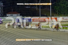 2026_PACEPIX_GP27102026_Race7_ViciouslyUnkind_WIN_WEB-6