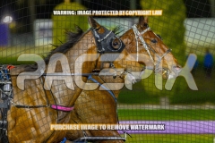 2026_PACEPIX_GP02102026_Race7_ImStealthy_WIN_WEB-7