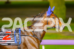 2025_PACEPIX_GP29042025_Race8_BeeBeeBerok_WIN_WEB-22