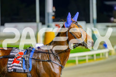 2025_PACEPIX_GP29042025_Race8_BeeBeeBerok_WIN_WEB-28