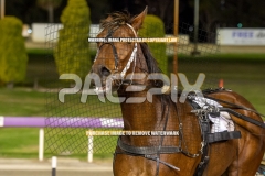 Beetastic_25-09-2026_WIN_Gloucester-Park_8__03