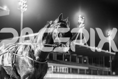 2025_PACEPIX_GP29082025_RACE8_BrickiesDream_WIN_WEB-30