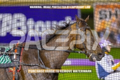 2026_PACEPIX_GP09102026_RACE8_FrancoMecca_WIN_WEB-12