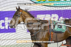2026_PACEPIX_GP09102026_RACE8_FrancoMecca_WIN_WEB-15