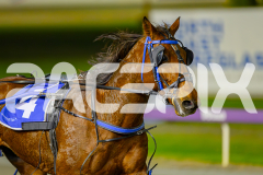 2025_PACEPIX_GP25042025_RACE8_FrancoSheriff_WIN_WEB-27