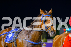 2025_PACEPIX_GP25042025_RACE8_FrancoSheriff_WIN_WEB-37