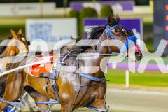 2025_PACEPIX_GP17102025_Race8_GetnWiggyWithit_WIN_WEB-12