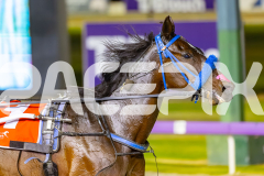 2025_PACEPIX_GP17102025_Race8_GetnWiggyWithit_WIN_WEB-13