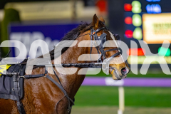 2026_PACEPIX_GP03072026_Race8_HoldTheAmmo_WIN_WEB-10