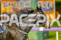 2025_PACEPIX_GP04072025_Race8_HuntTheMagic_WIN_WEB-11