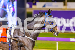 2025_Pacepix_GP31132025_Race8_JoltedCharm_WIN_WEB-13