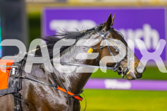 2025_PACEPIX_GP05082025_RACE8_LadyVioletta_WIN_WEB-17