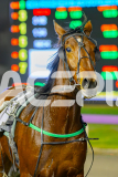 2025_PACEPIX_GP10062025_RACE8_MaasAttack_WIN_WEB-15