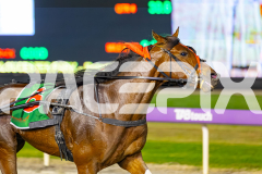 2025_PACEPIX_GP11112025_RACE8_MagesticGaGa_WIN_WEB-11