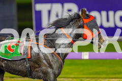 2026_PACEPIX_GP14072026_RACE8_MysteryFred_WIN_WEB-12