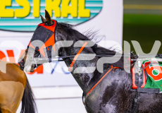 2026_PACEPIX_GP14072026_RACE8_MysteryFred_WIN_WEB-14