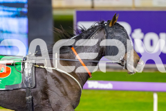 2026_PACEPIX_GP21042026_RACE8_MysteryFred_WIN_WEB-12