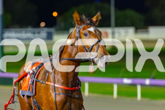 2026_PACEPIX_GP02062026_RACE8_OurRobynHood_WIN_WEB-20