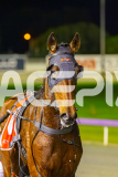 2025_PACEPIX_GP26082025_Race8_OurThunder_WIN_WEB-15