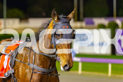 2025_PACEPIX_GP26082025_Race8_OurThunder_WIN_WEB-16